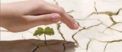 Bitkilerde Stres Çeşitleri