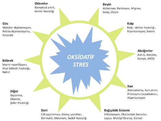 Oksidatif Stresin Zararları